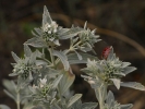 Marrubium vulgare (c) Wolfgang Holzner
